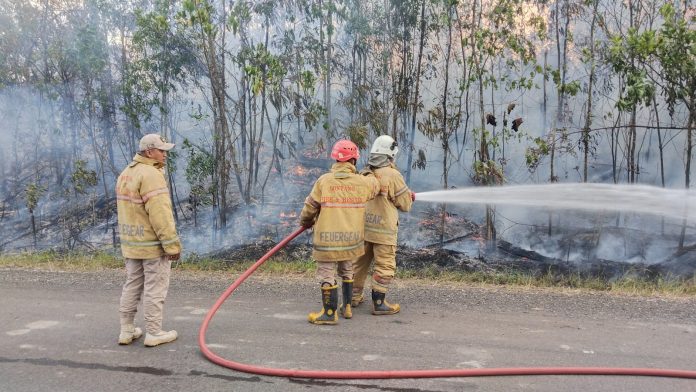 Diduga Akibat Pembersihan Lahan, Kebakaran Terjadi di Sekitaran Jalan Hauling Batubara
