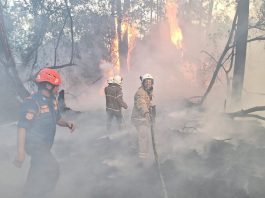 46 Kasus Kebakaran Lahan di Bontang Selama April 2024