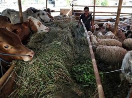 Basri Ingin Bontang Miliki Peternakan Kambing dan Domba
