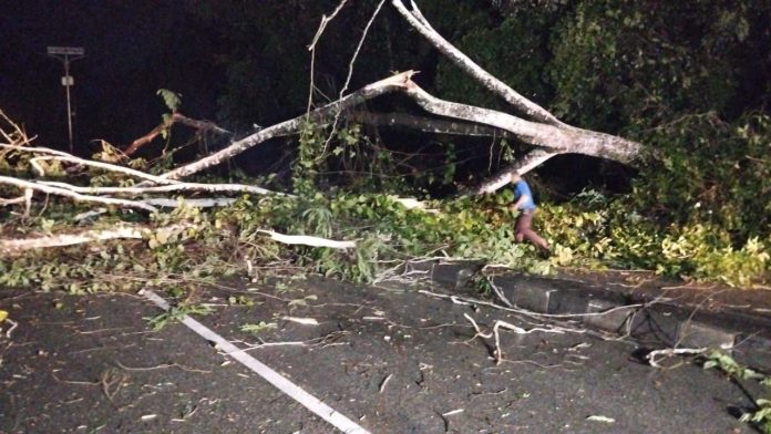 Pohon Tumbang di Jalan Cipto Mangunkusumo, Akses Jalan Terputus