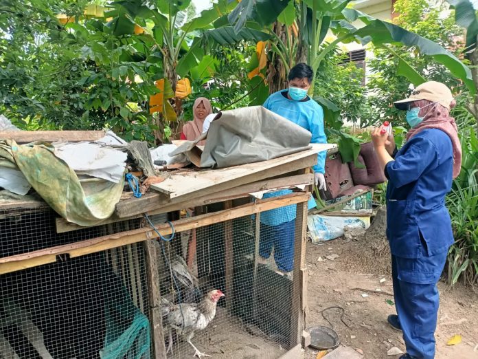 Warga Loktuan Laporkan Banyak Ayam Peliharaannya Mati Mendadak