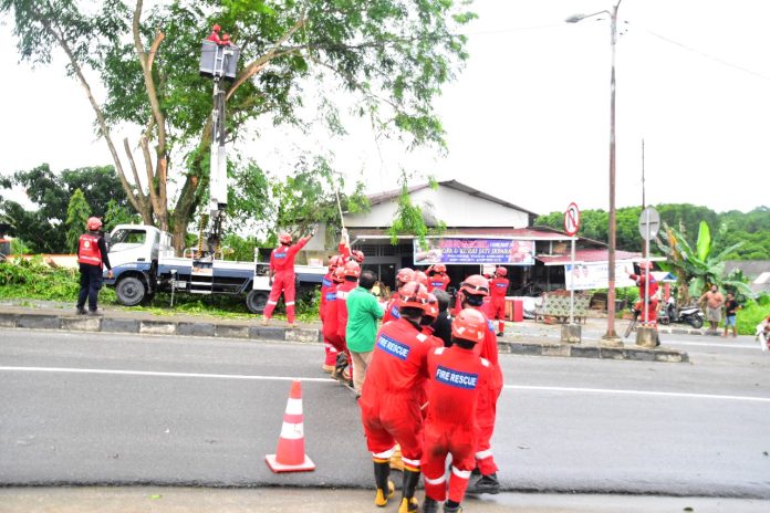 Antisipasi Pohon Tumbang, Disdamkartan Tebang 66 Pohon