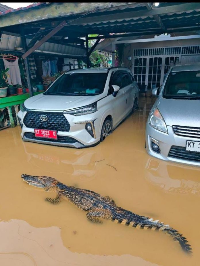 Beredar Foto Buaya Masuk Pemukiman saat Banjir, Disdamkartan Tegaskan Hoax!