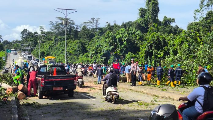 Pohon Besar Tumbang di Bundaran Sintuk, Memakan Dua Korban