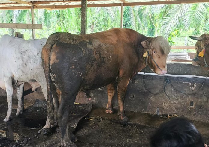 Prabowo Sumbang Sapi Kurban Seberat 650 Kilogram untuk Warga Bontang, Hasil Peternakan Lokal
