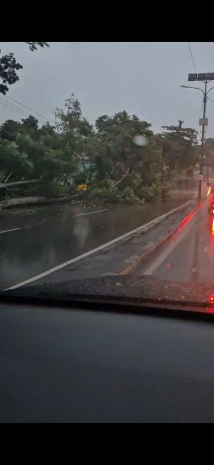 Hujan Deras, Pohon Tumbang Lagi di Jalan Arif Rahman Hakim