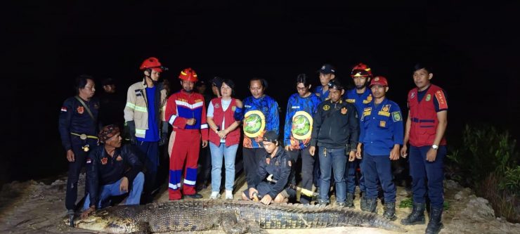 Buaya Penyerang Bocah saat Main Layangan Berhasil Ditangkap